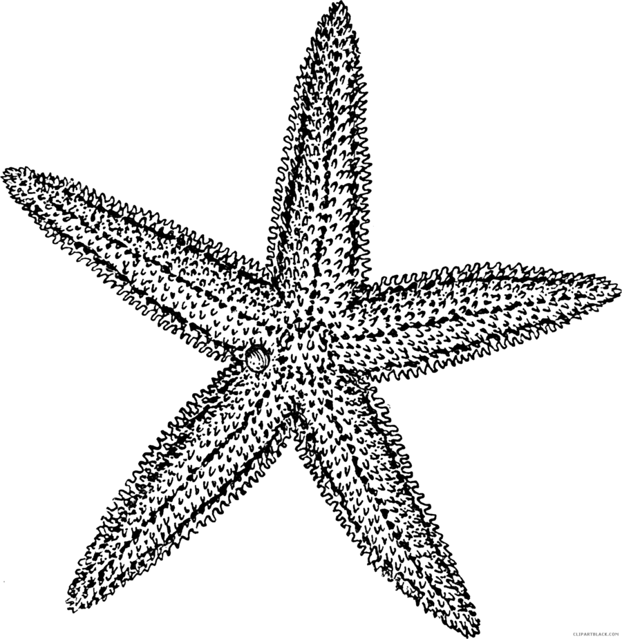 900x925 Starfish, Drawing, Illustration, Transparent Png Image Clipart