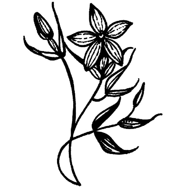 600x600 E Star Flower Purple Daisy Design