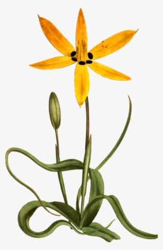 320x490 Flower Clipart Png, Transparent Flower Clipart Png Image Free