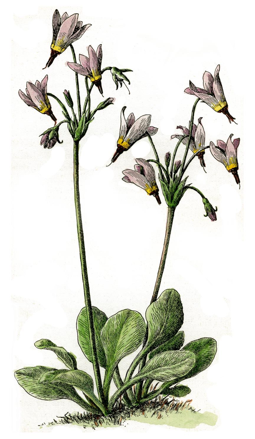 864x1484 Image Result For Shooting Star California Wildflower Botanical