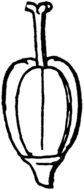 283x640 Star Of Bethlehem, Pistil Of Clipart Etc