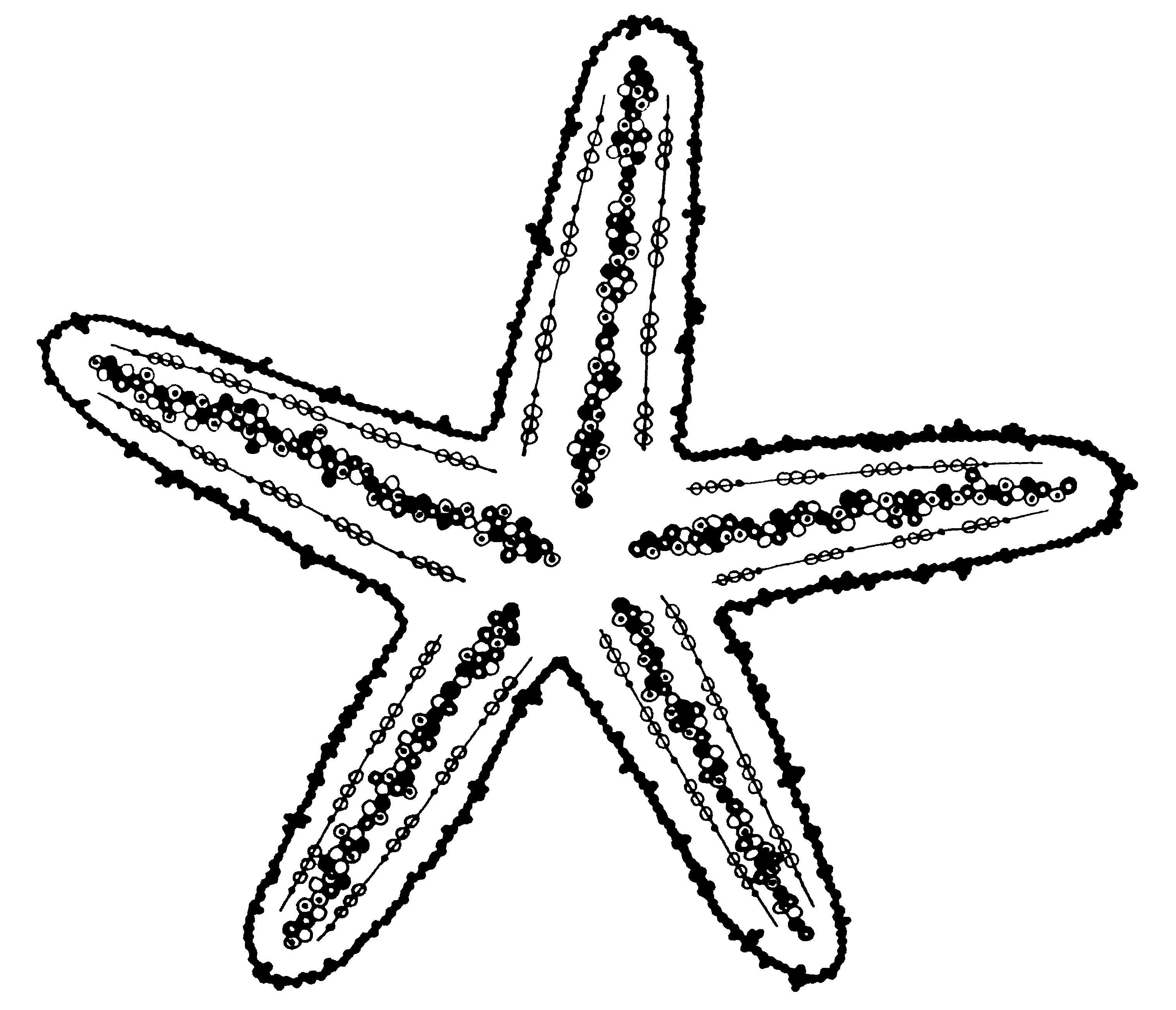 3040x2612 Starfish Drawing Free Download