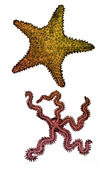 375x600 Starfish Drawing Art Pixels