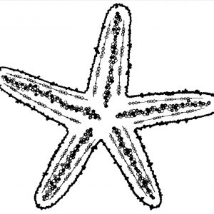 300x300 Starfish Drawing Inspirationa Template Starfish Easy Drawing At S