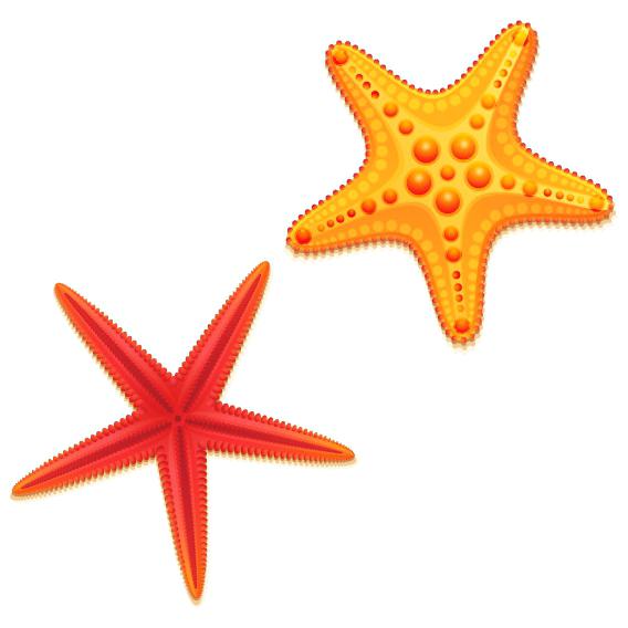 568x568 Starfish Vector Godshelters