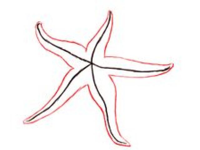 640x480 Drawn Starfish Drawing