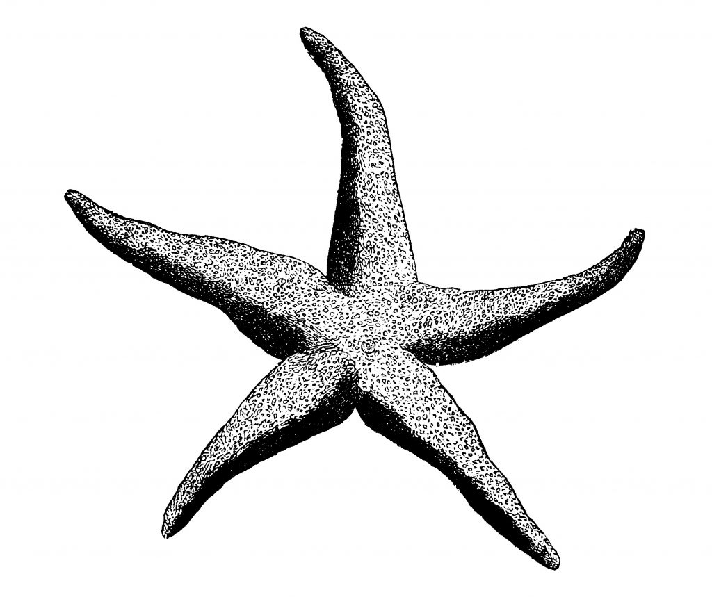 1024x859 Starfish Drawing New Starfish Drawing Template