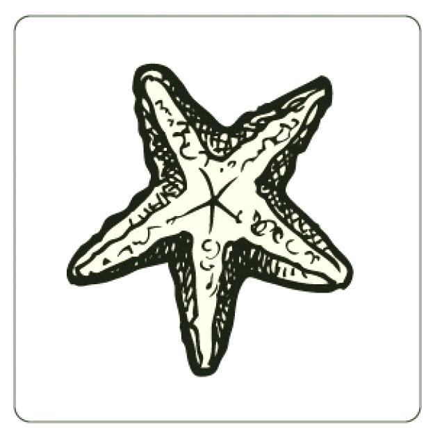 626x626 Sketch Of A Starfish