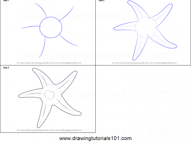 640x480 Free Drawn Starfish, Download Free Clip Art