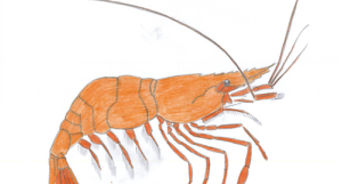 342x184 How To Draw A Starfish Steps