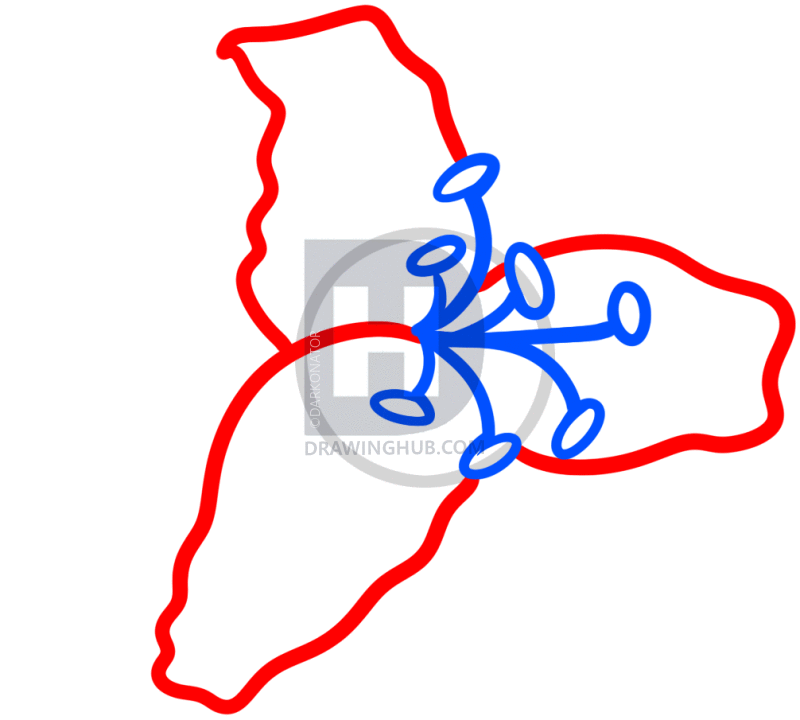 800x720 How To Draw A Stargazer Lily, Step