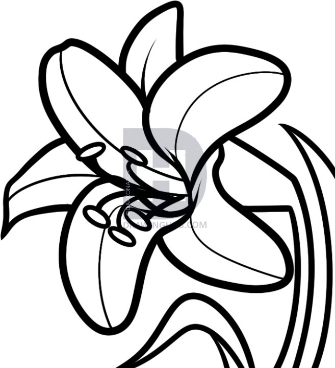 657x720 How To Draw An Easter Lily, Step
