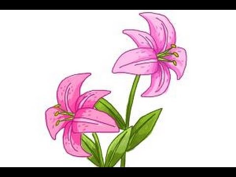 480x360 How To Draw A Stargazer Lily