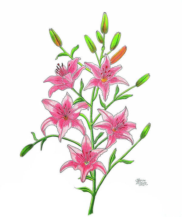 600x714 Light Pink Tiger Lily Poster