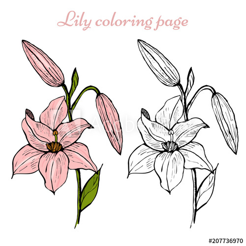 500x500 Lily Flower Coloring Page