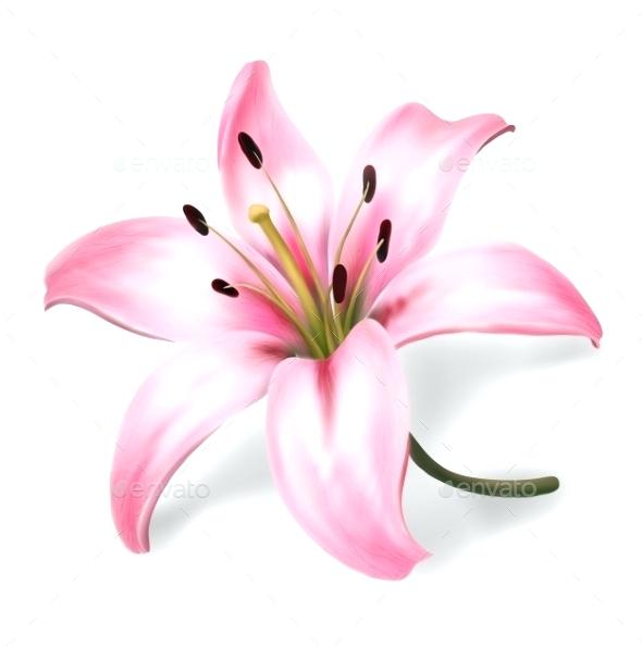 590x595 Lily Flower Picture Calla White Pictures Fordington