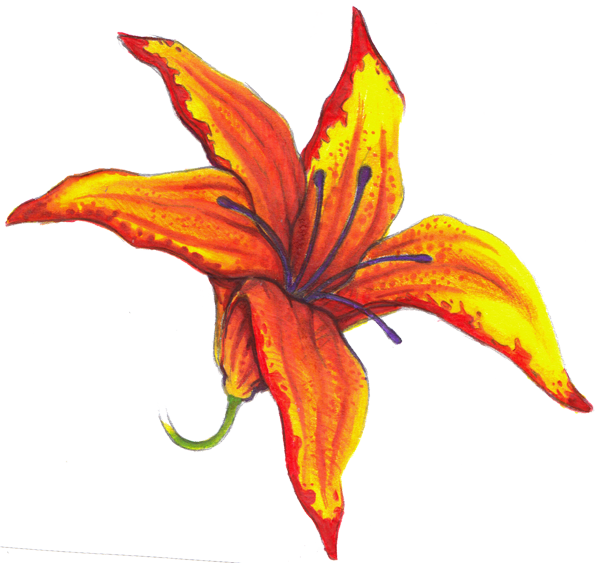 600x563 Drawing Lily Orange Huge Freebie! Download For Powerpoint