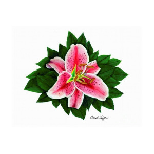 300x300 Stargazer Lily Drawing