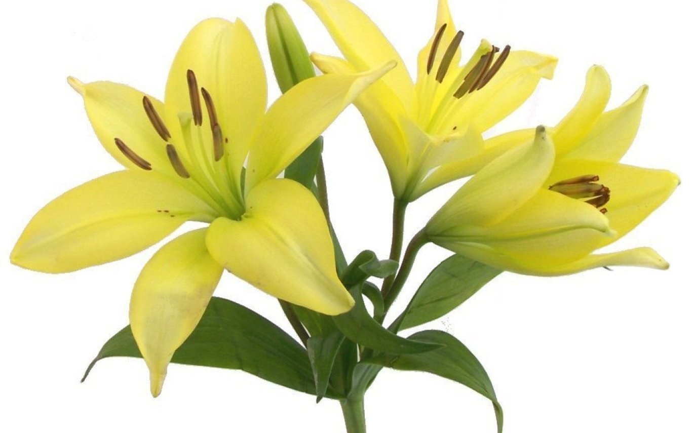 1368x855 Stargazer Lily Drawings For Sale Clip Art Library Gardening