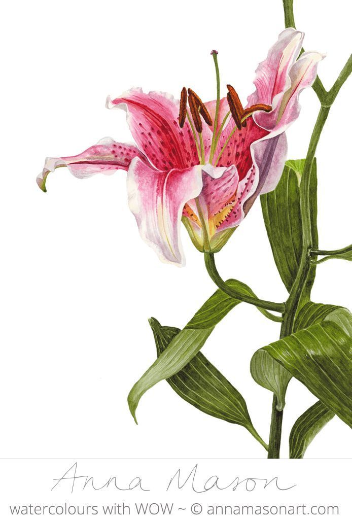 694x1027 This Stargazer Lily Is Such A Showstopper It Called Out To Be