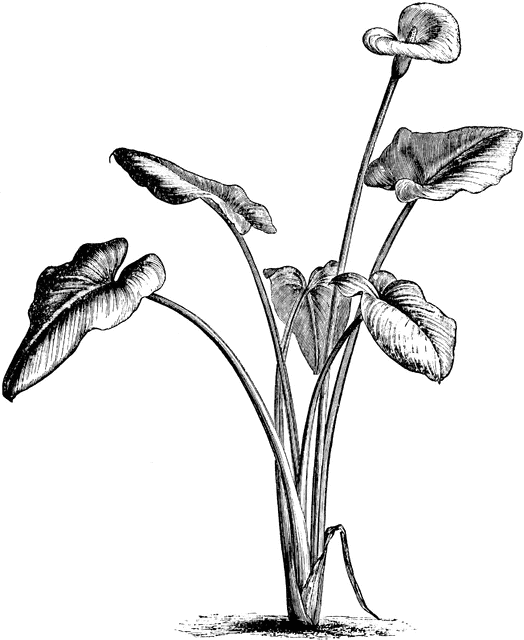 524x640 Lily Drawing Stargazer Lily For Free Download