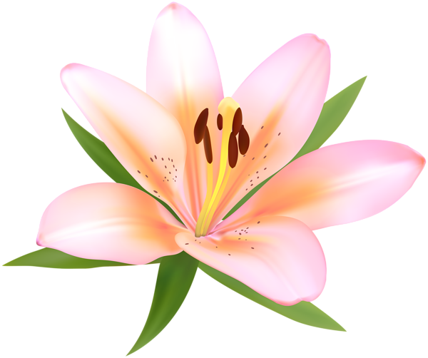 600x502 Alstroemeria Drawing Flower Transparent Png Clipart Free
