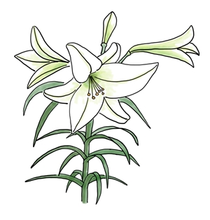 300x314 Cats And Lilies Dr Chuck Books