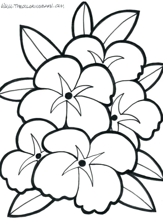 640x856 Hawaiian Flowers Drawings