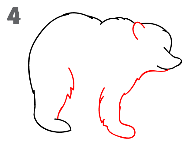 624x484 How To Draw A Bear