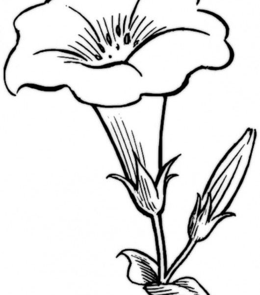 530x600 Tulip Drawings Free Kids Coloring