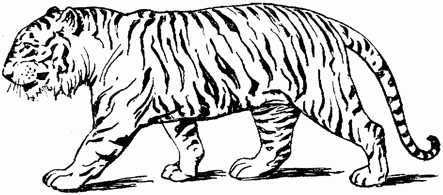 1413x623 Tiger Drawing Side View For Free Download