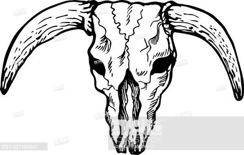 800x507 Skull Of Texas Longhorn Steer Stock Photos And Images Age Fotostock