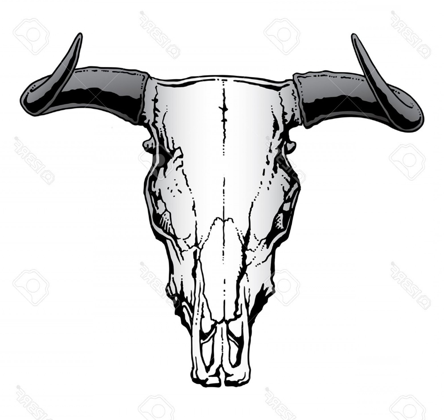 1560x1473 Photostock Vector Western Bull Or Steer Skull Illustration Soidergi