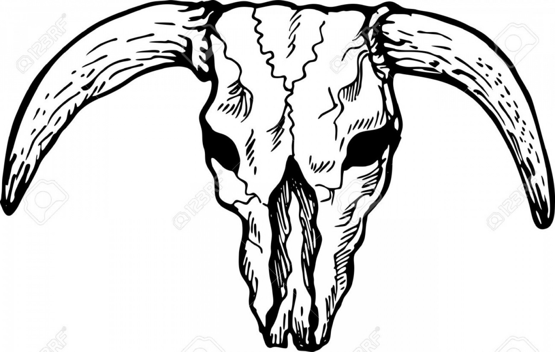 1872x1188 Photoillustration Drawing Of A Skull Of A Texas Longhorn Bull