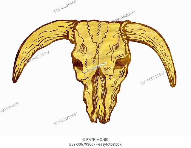 640x497 Skull Of Texas Longhorn Steer Stock Photos And Images Age Fotostock