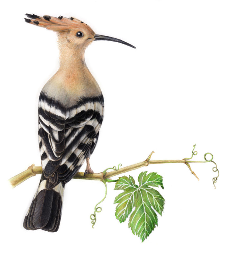 768x819 Beautiful Bird Drawings