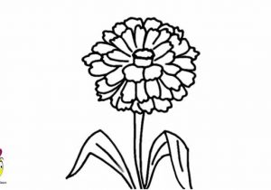 300x210 flower stem drawing delicate single crocus spring flower with stem