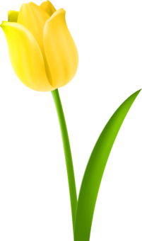 201x340 Tulip Cut Flowers Plant Stem Drawing Cc0