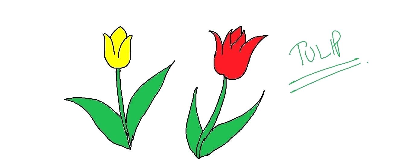 1359x540 Tulip Pictures To Draw Draw The Stem It Has A Simple Shape Which