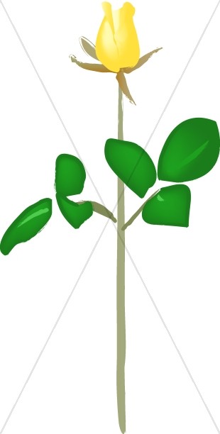 310x612 Yellow Rose Clipart Stem Drawing