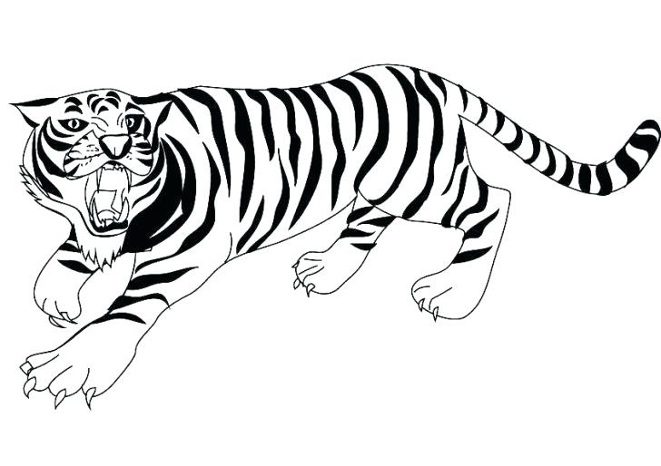 728x514 Tiger Drawing Kids How To Draw A Tiger More Architectures In Spain