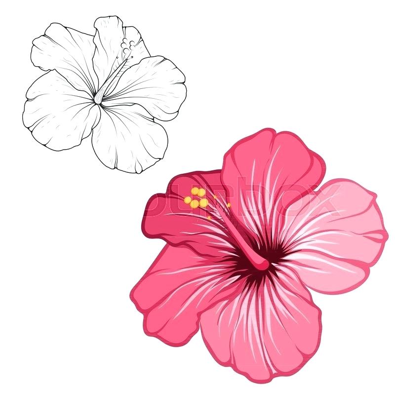 800x800 How To Draw Hibiscus Flowers Step