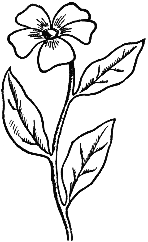 626x1024 Flower Drawings Easy Coloring Pages For Adults, Coloring Pages