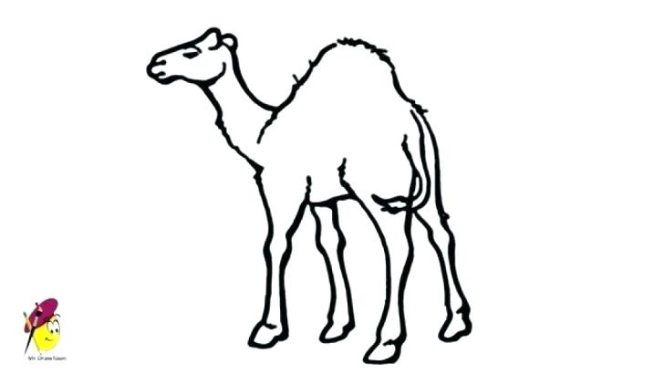 728x410 How To Draw Camel For Kids South West Desert Animal Home