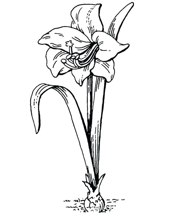 585x734 Realistic Flower Coloring Pages Realistic Flower Coloring Pages