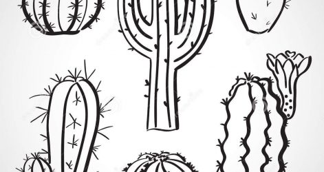471x250 Beavertail Cactus Drawing Realistic Tutorial Cute Step Pictures