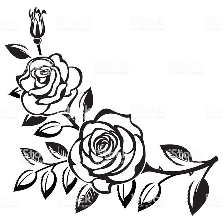 728x728 Black And White Flowers Skull Rose Drawing Realistic Clip Art Line