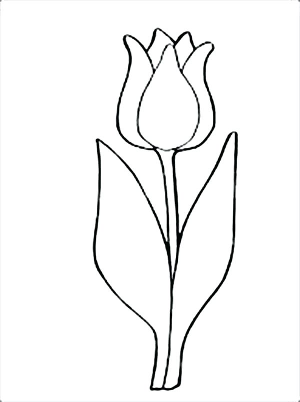 600x804 How To Draw A Tulip Flower Step