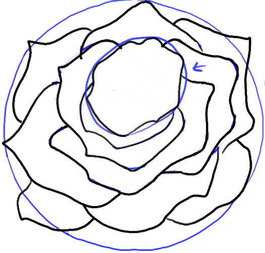 525x501 How To Draw Roses Opening In Full Bloom Step