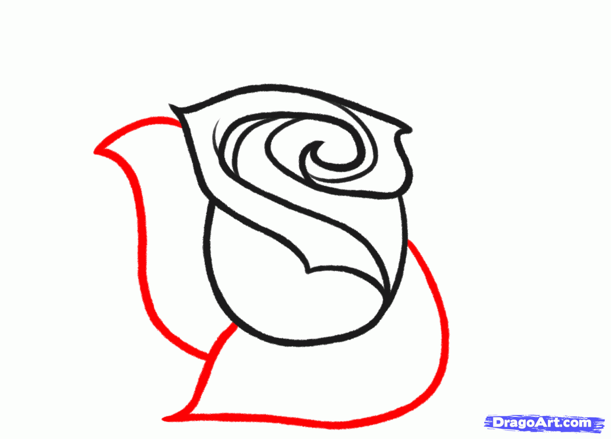 1190x855 How To Sketch A Rose, Step